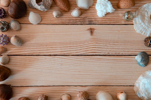 木制表面与贝壳的照片 · 免费素材图片