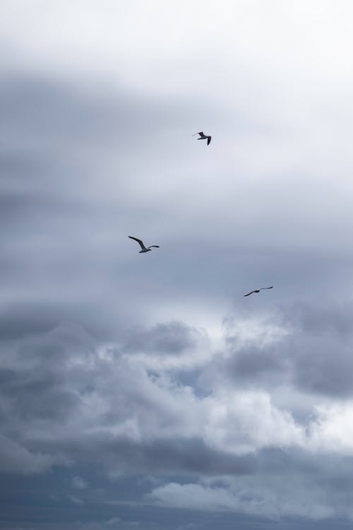 在白云下飞的鸟 · 免费素材图片