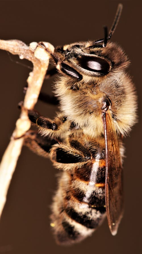 黑色和棕色蜜蜂在棕色的茎上 · 免费素材图片