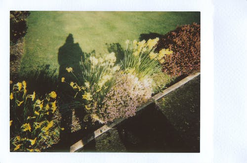 开花植物照片 · 免费素材图片