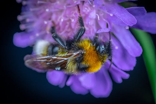 大黄蜂在紫色的小花的特写镜头 · 免费素材图片