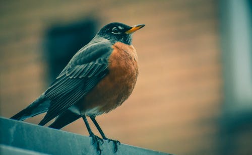 黑色和棕色鸟的浅焦点照片 · 免费素材图片