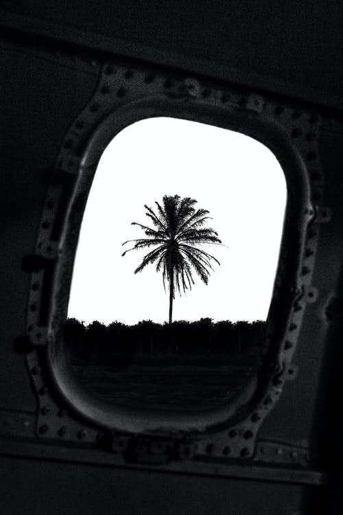 查看通过破的窗户的棕榈树在日光下 · 免费素材图片