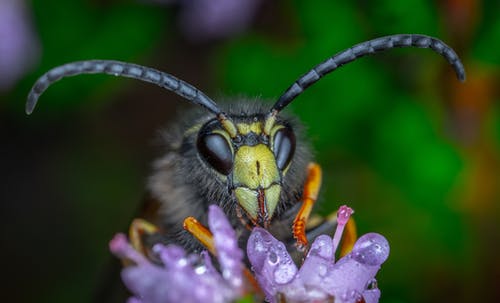 黄色和黑色蜜蜂在紫色的小花 · 免费素材图片