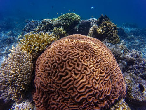 水下珊瑚礁 · 免费素材图片