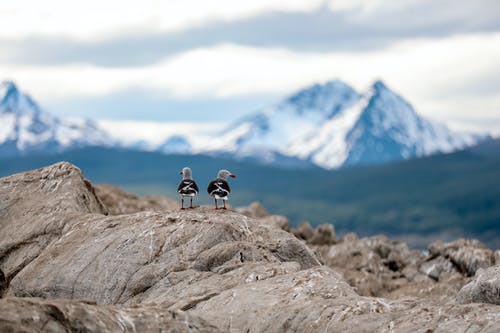 两只鸟在岩石上的浅焦点照片 · 免费素材图片