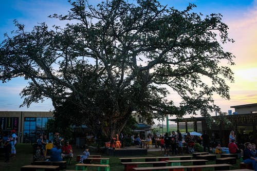 人们坐在长椅上绿树下 · 免费素材图片