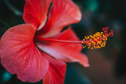 红芙蓉盛开 · 免费素材图片