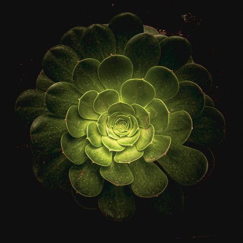 树houseleeks植物与花环的照明中心 · 免费素材图片