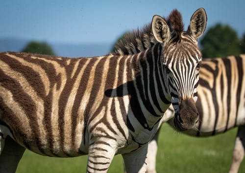 斑马站在绿草地上 · 免费素材图片