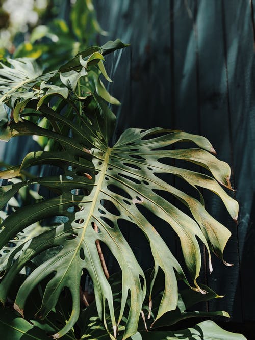 绿色植物的照片 · 免费素材图片
