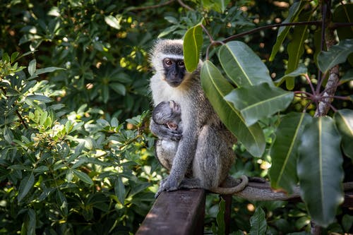 棕色木栅栏上的白色和黑色的猴子 · 免费素材图片