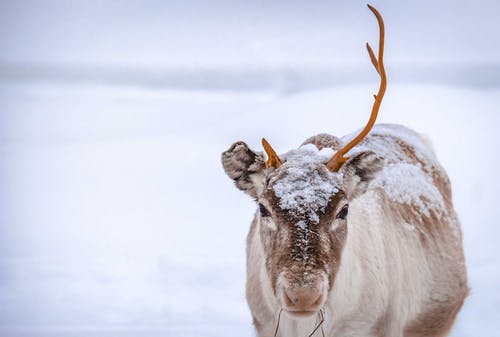 在冬季白雪皑皑的草原上的北鹿 · 免费素材图片