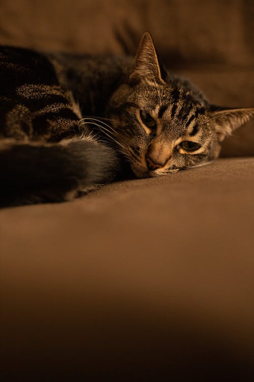 可爱的虎斑猫在沙发上休息 · 免费素材图片