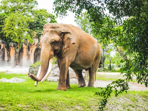 有关亚洲大象, 亚洲, 动物园动物的免费素材图片