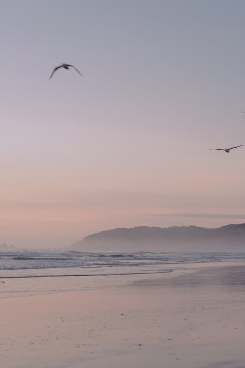 有关birds_flying, 会议日出, 垂直拍摄的免费素材图片