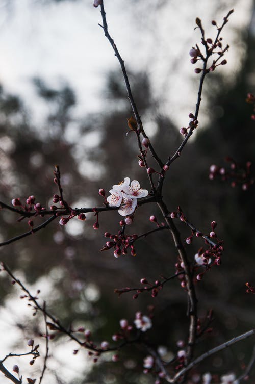 樱花盛开的鲜花在花园里的分支 · 免费素材图片