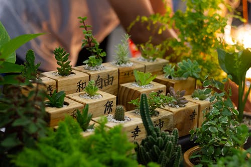 温室新鲜装饰仙人掌植物和多肉植物 · 免费素材图片