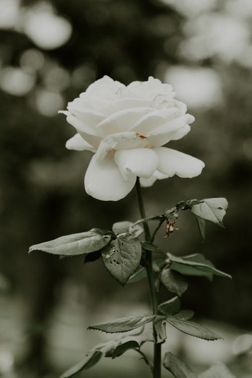 有关垂直拍摄, 天性, 干的免费素材图片