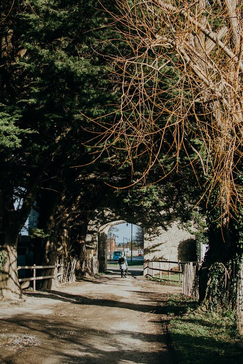 白色混凝土建筑附近的绿树 · 免费素材图片