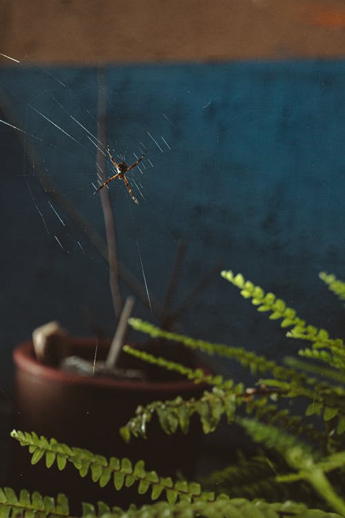 蜘蛛网笼罩着绿色的植物 · 免费素材图片