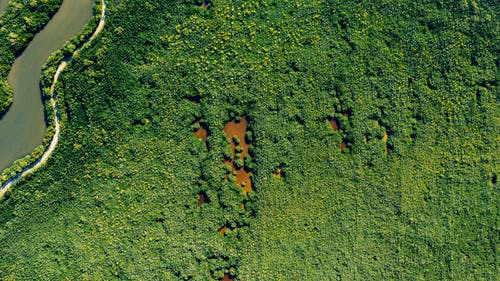 绿色森林在河附近的鸟瞰图在乡下 · 免费素材图片