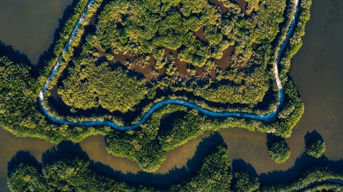 森林在日光下的河流和海洋附近 · 免费素材图片