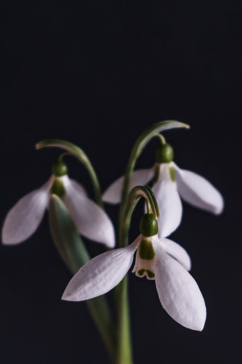 黑色背景上的温柔白色雪花莲 · 免费素材图片