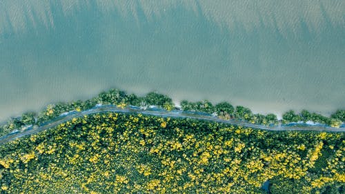 绿色灌木丛与盛开的鲜花，河和海洋附近 · 免费素材图片