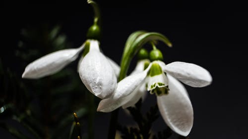 新鲜的白色雪花莲在特写 · 免费素材图片