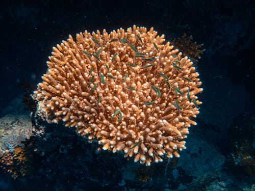 水中的棕色珊瑚礁 · 免费素材图片