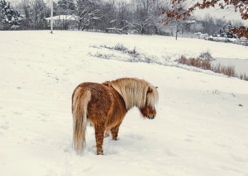 可爱的雅库特马在白雪皑皑的乡村 · 免费素材图片