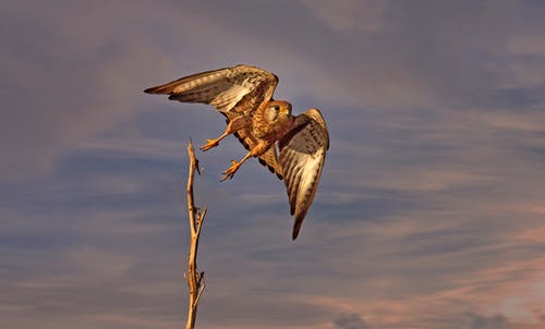多云的夕阳的天空下飞翔的野鹰 · 免费素材图片