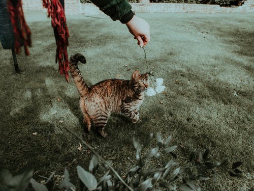 裁剪女人与花和可爱的灰猫一起玩 · 免费素材图片