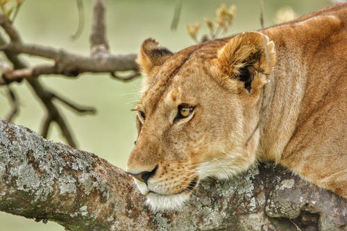 母狮躺在树枝上 · 免费素材图片