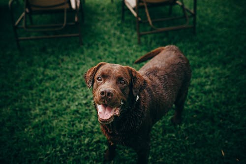 棕色短毛的狗，在绿色草地上 · 免费素材图片