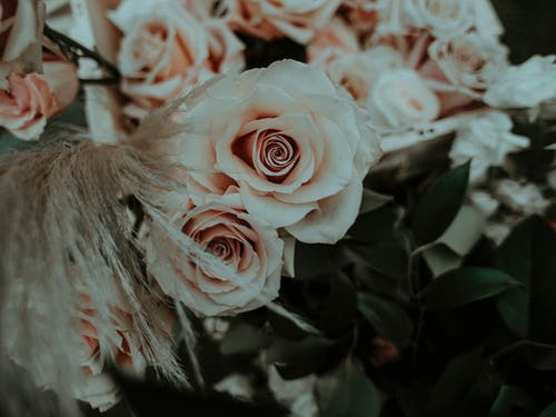 新鲜易碎的粉红色玫瑰，白色的盒子里 · 免费素材图片