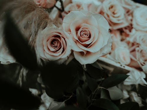 淡粉色玫瑰嫩花束 · 免费素材图片