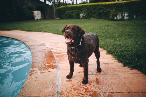棕色拉布拉多犬站在游泳池附近的棕色混凝土地板上 · 免费素材图片