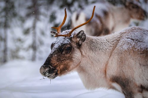 降雪期间在冬季森林里吃的驯鹿 · 免费素材图片
