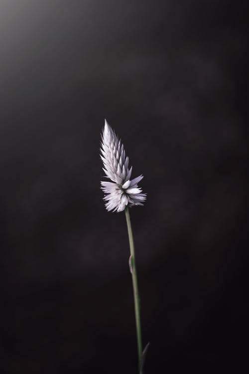 一朵花的照片 · 免费素材图片