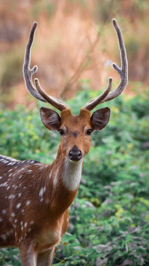 鹿的选择性聚焦照片 · 免费素材图片