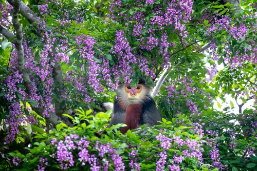 有关分公司, 动物, 动物园的免费素材图片