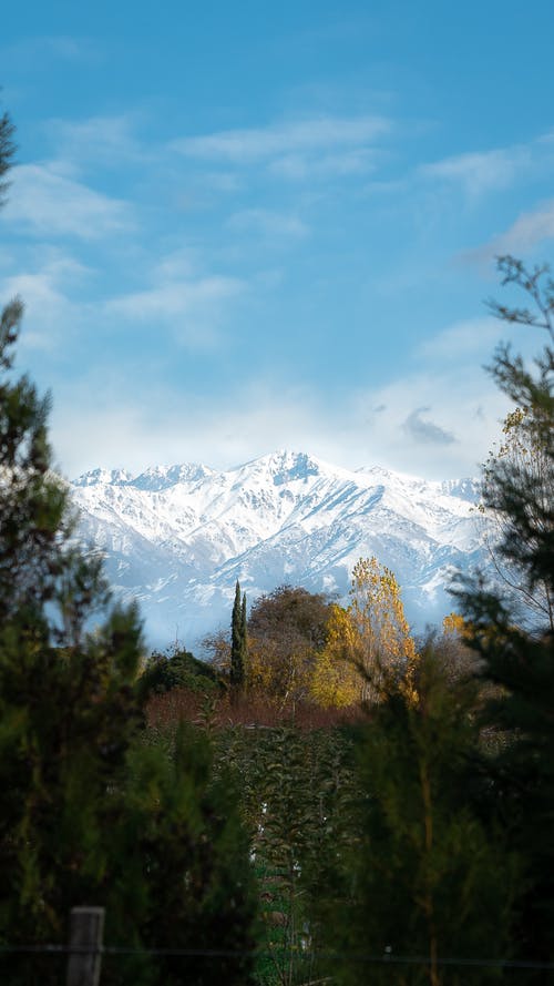 雪山附近的绿树 · 免费素材图片