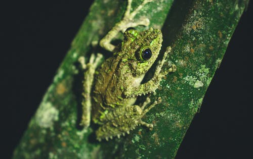 绿蛙上绿色毛 · 免费素材图片