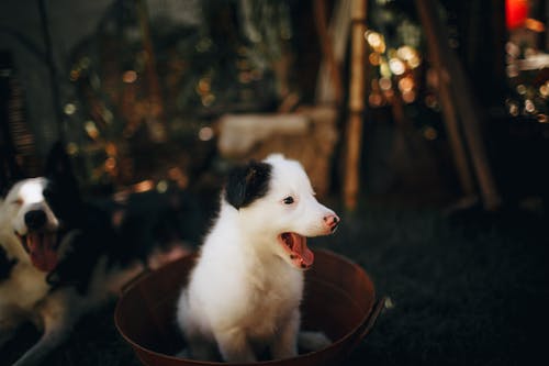 可爱的纯种小狗坐在室内的碗里的舌头 · 免费素材图片