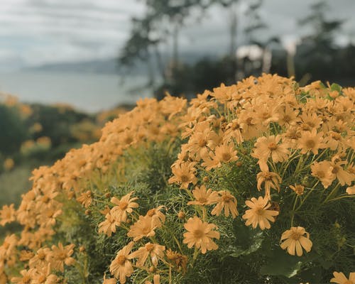 有关工厂, 植物群, 绽放的免费素材图片