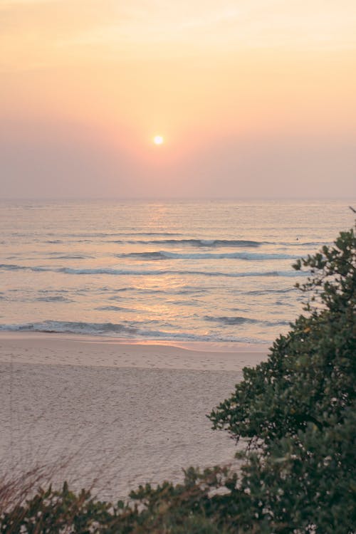 在日落的海边绿树 · 免费素材图片