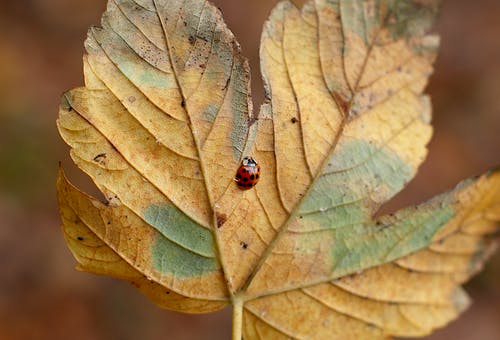 叶上的红色瓢虫 · 免费素材图片