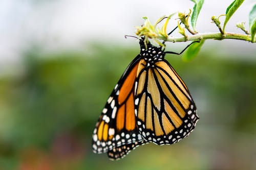 帝王蝶栖息在绿色的植物 · 免费素材图片